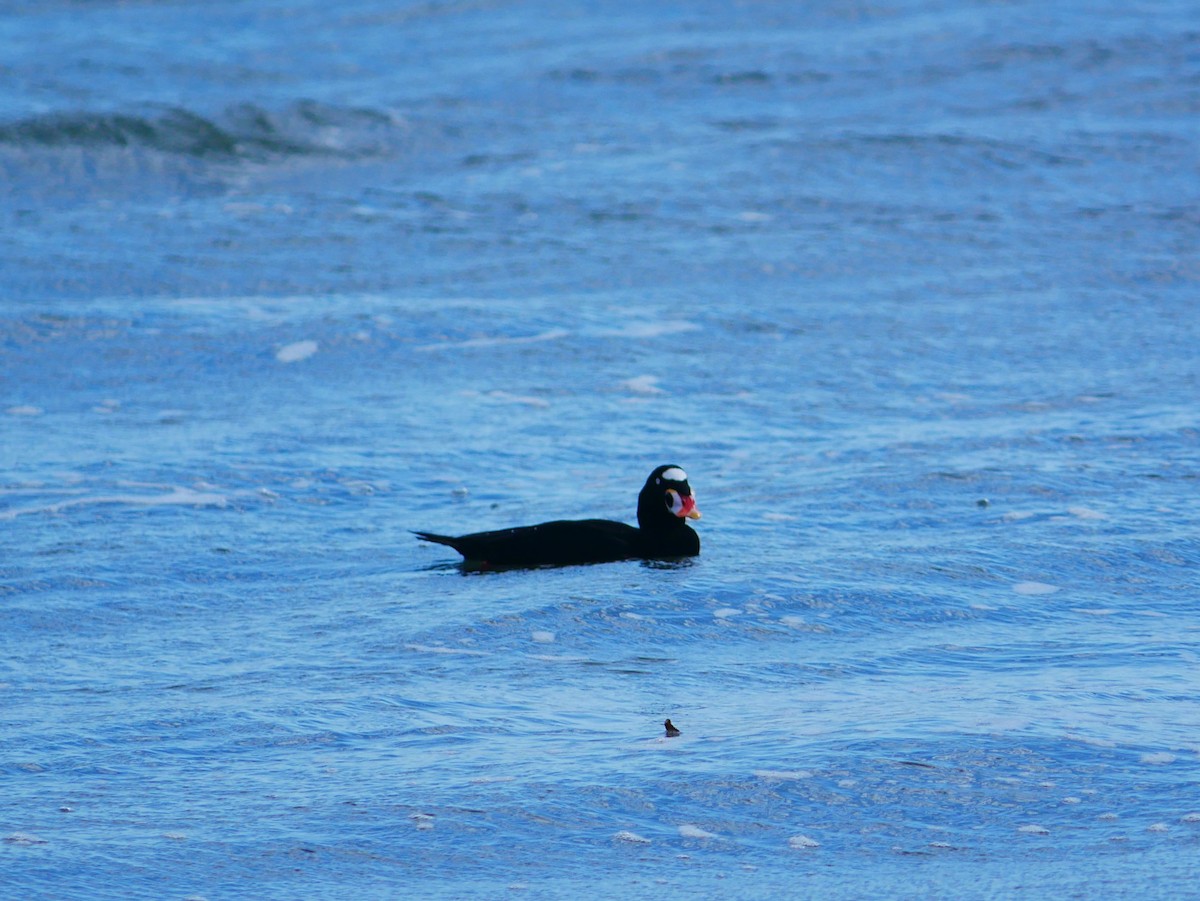 Surf Scoter - ML642409973