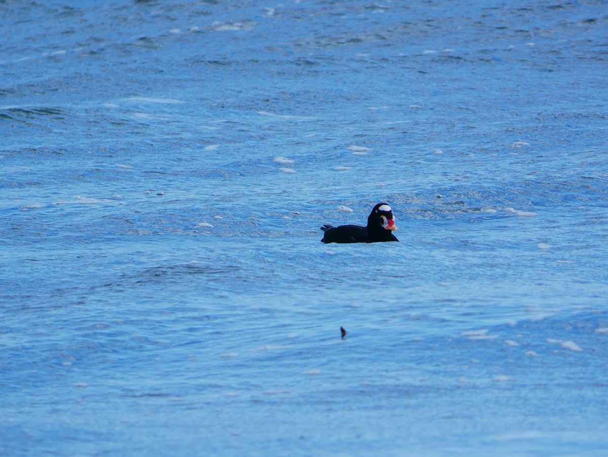 Surf Scoter - ML642409974