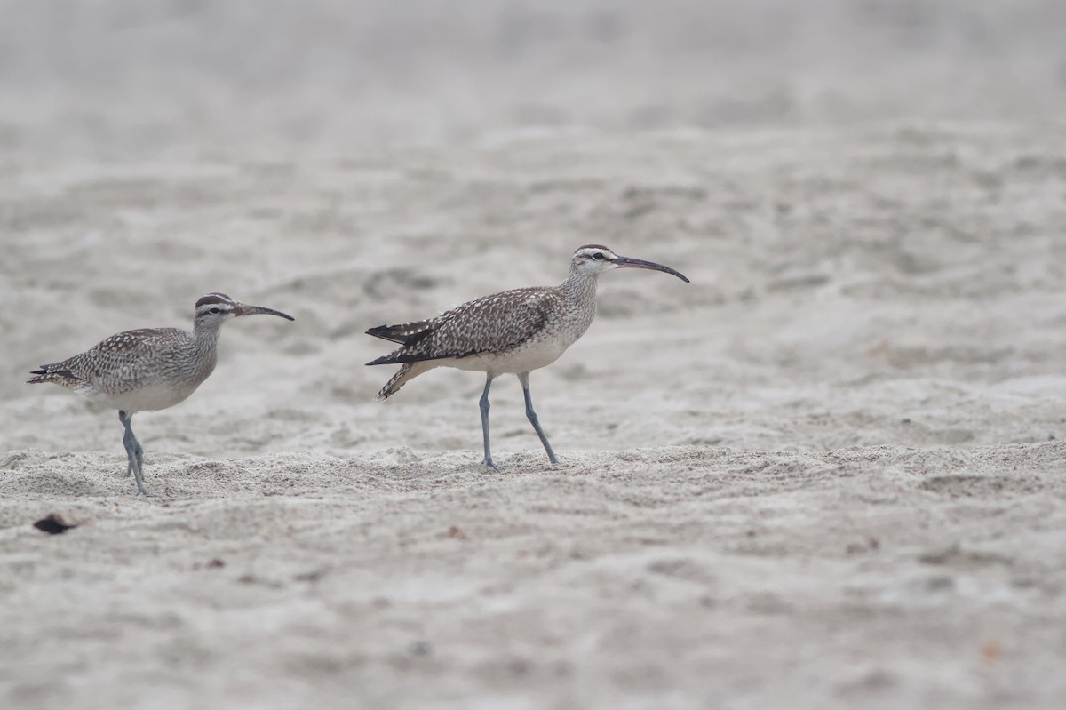 Hudsonian Whimbrel - ML642409975