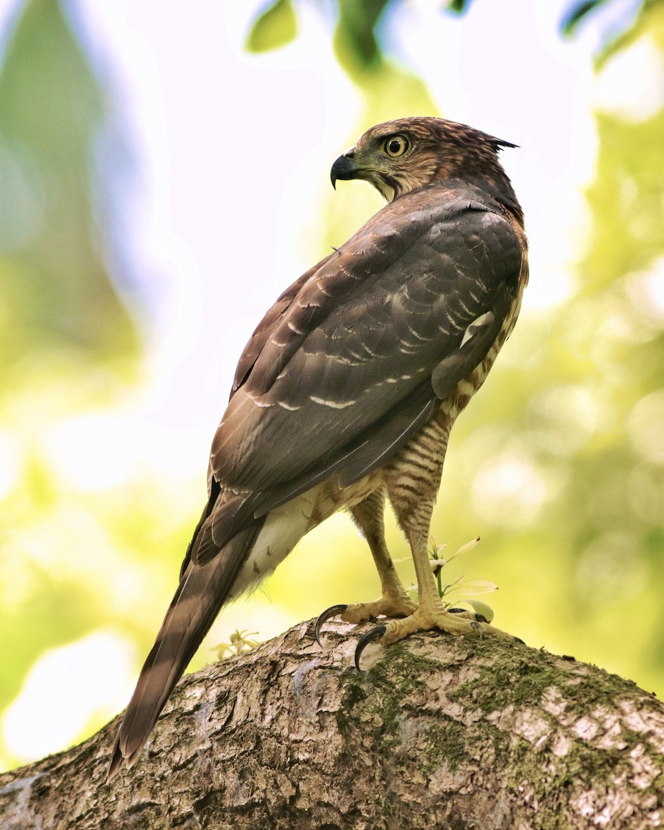Crested Goshawk - ML642409980
