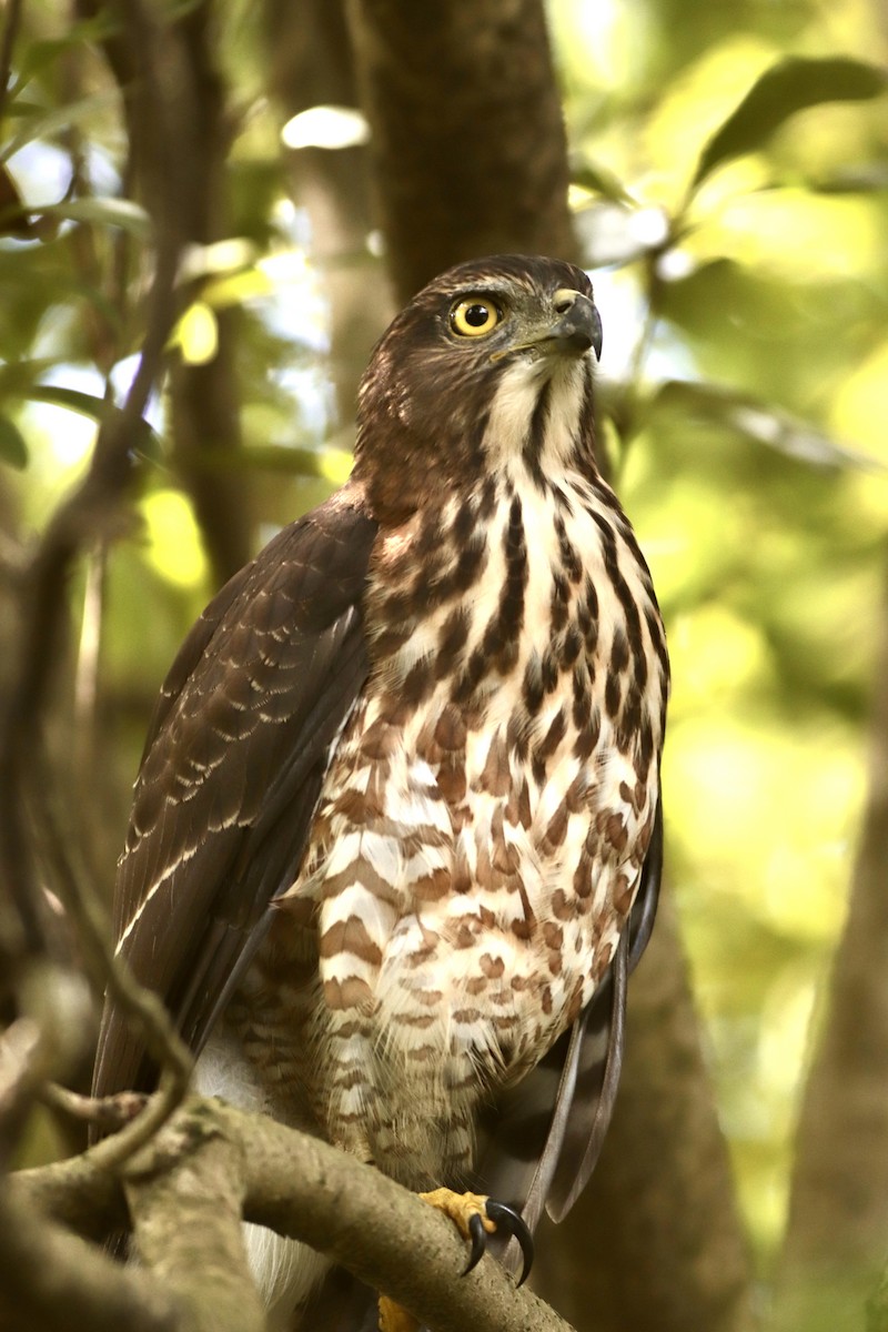Crested Goshawk - ML642409981
