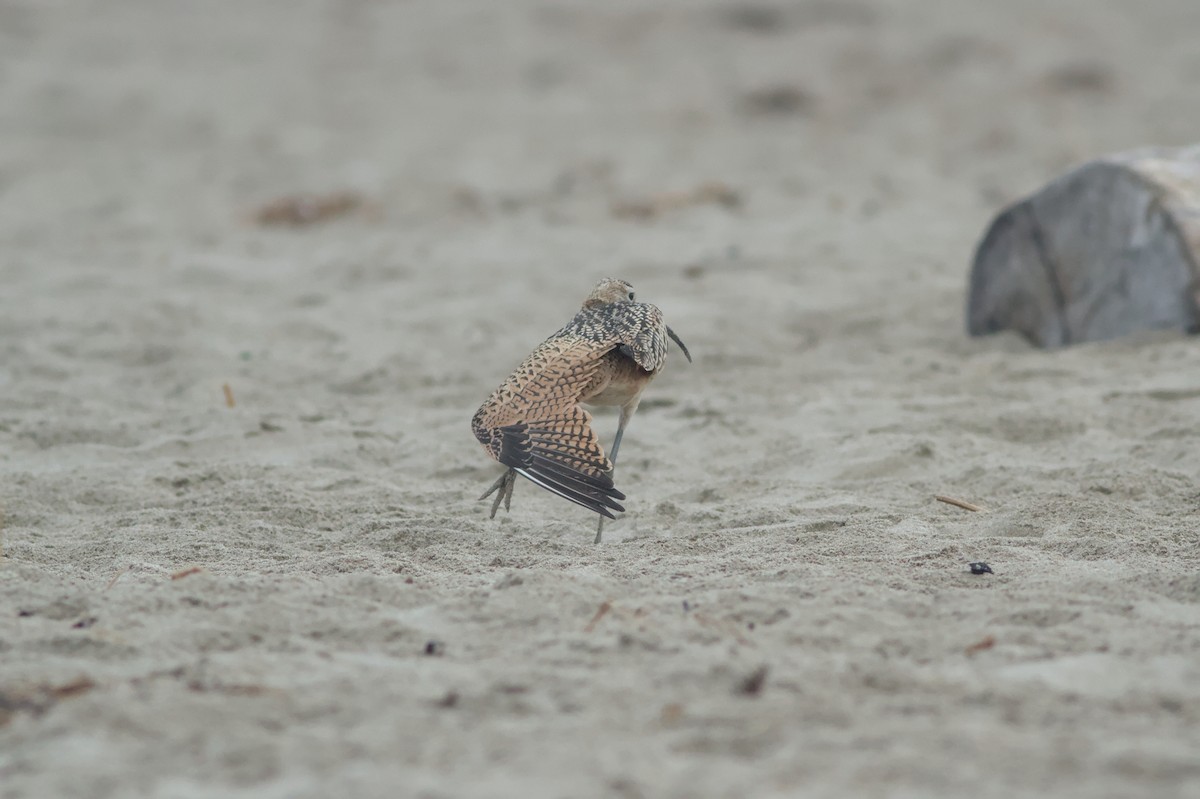 Long-billed Curlew - ML642410007