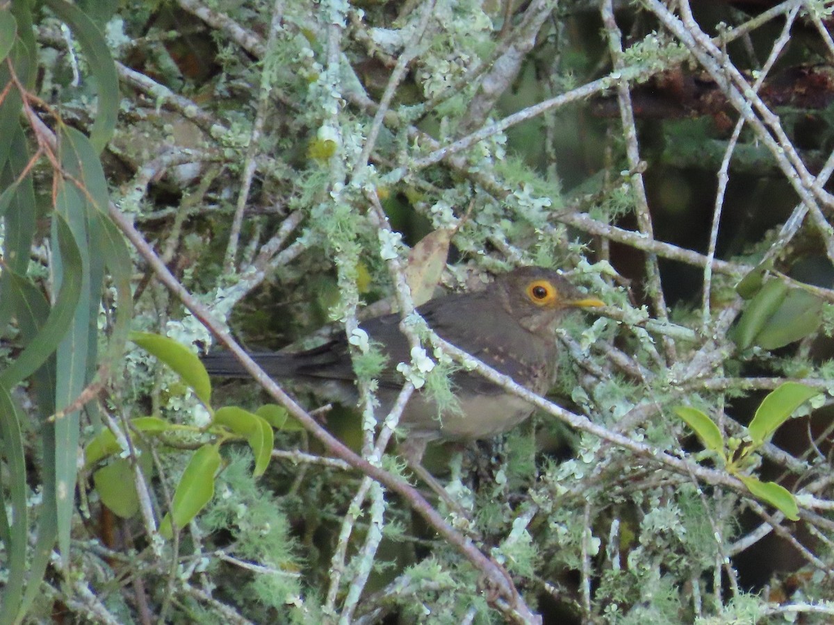 Spectacled Thrush - ML642410024