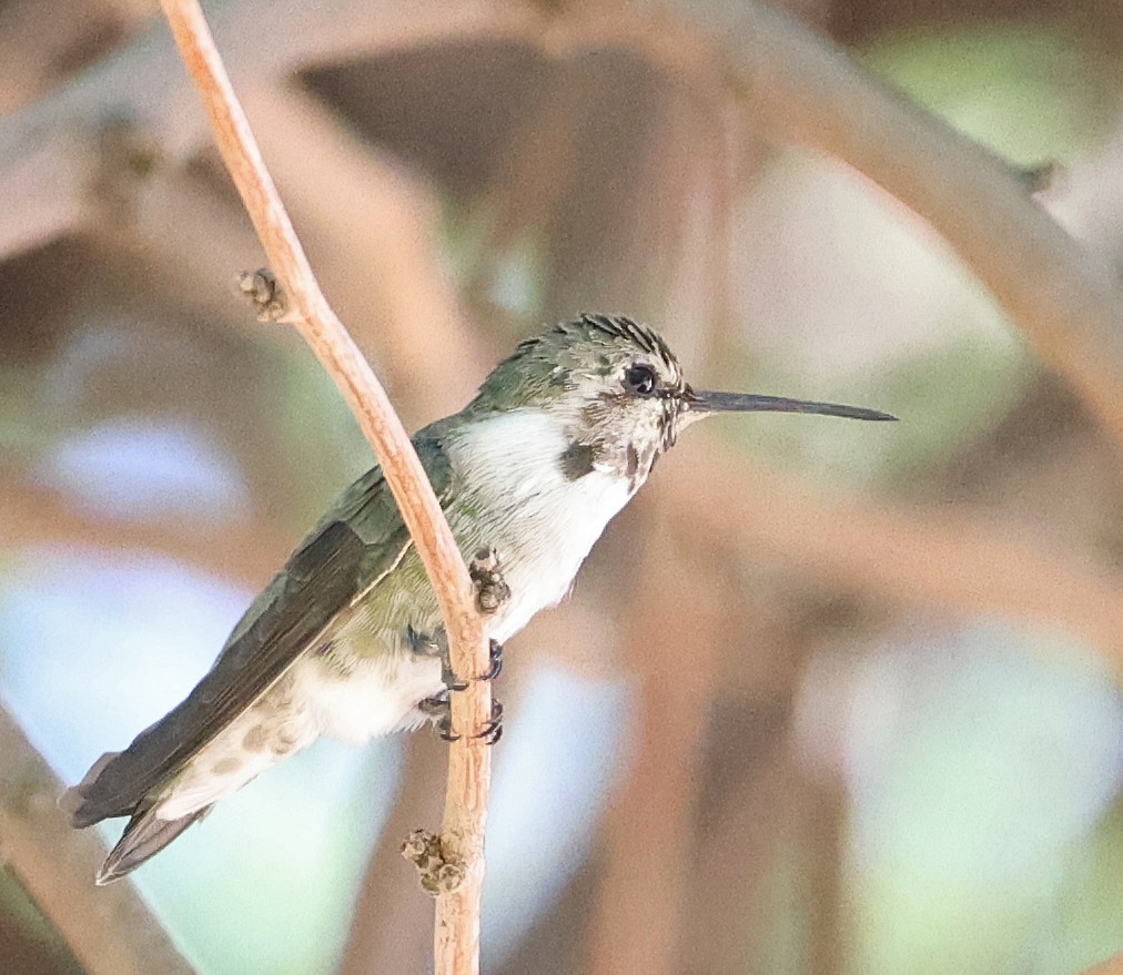 Costa's Hummingbird - ML642410027