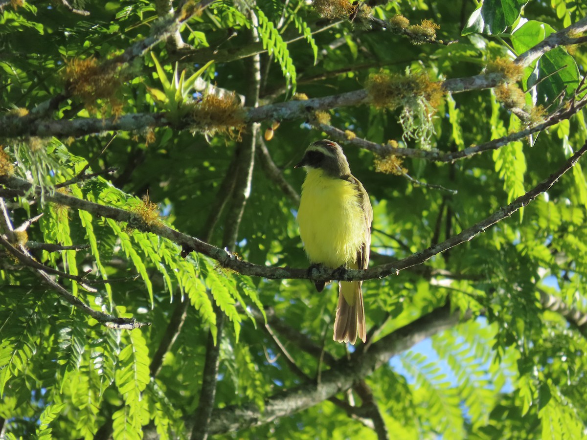 Social Flycatcher - ML642410028