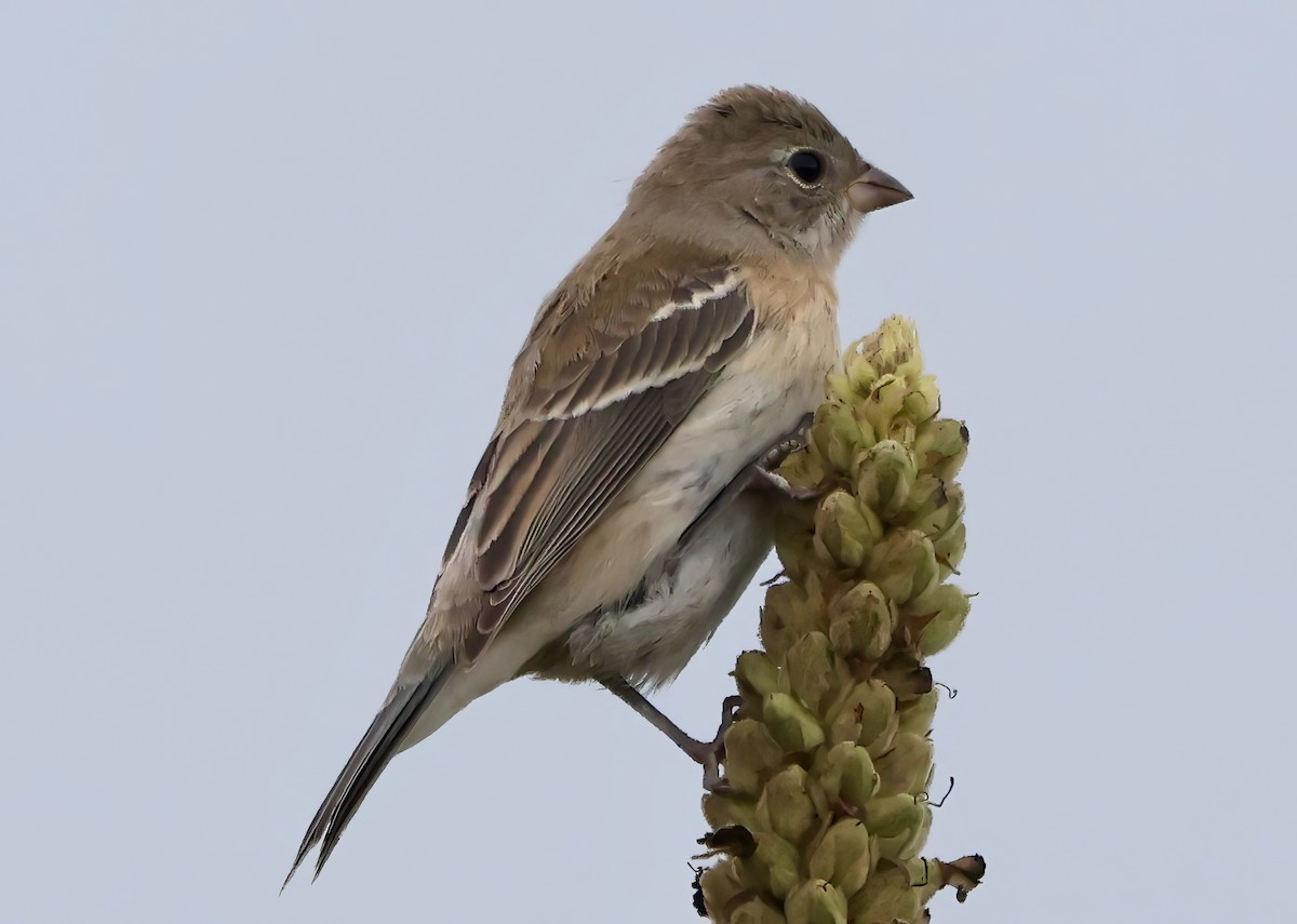 Passerin azuré - ML642410029