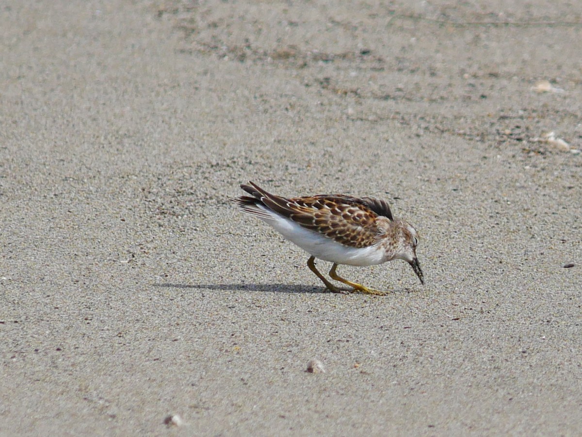 Wiesenstrandläufer - ML642410034