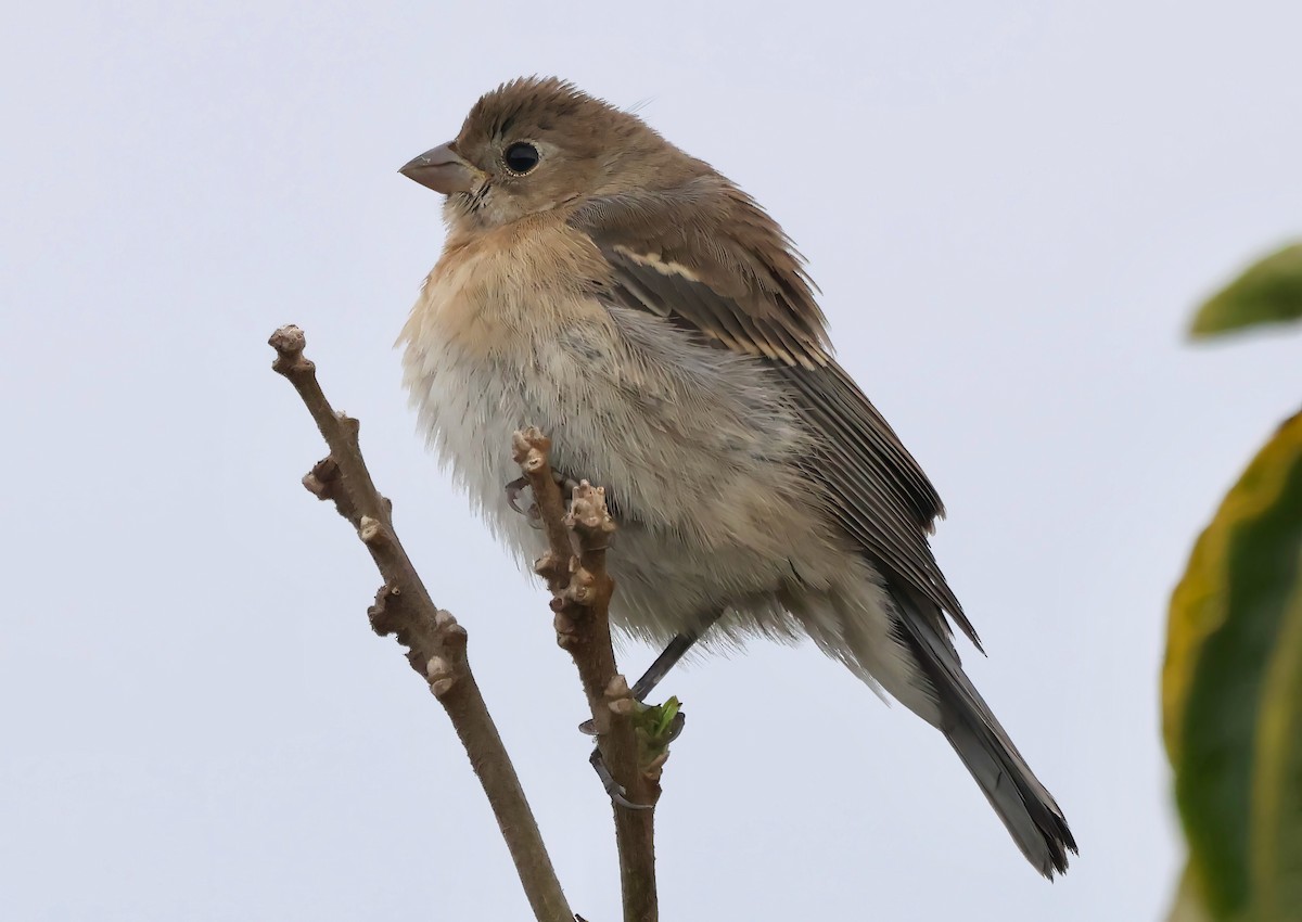 Passerin azuré - ML642410035
