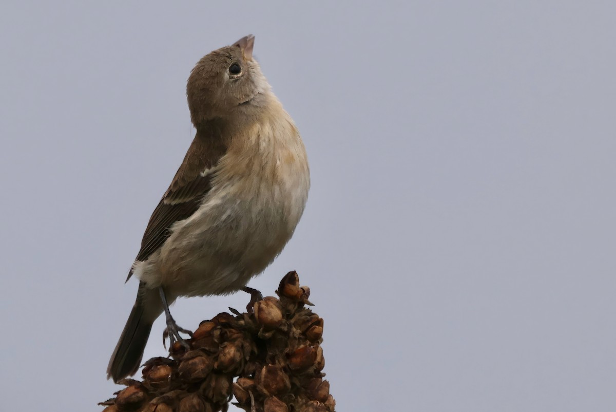 Passerin azuré - ML642410041