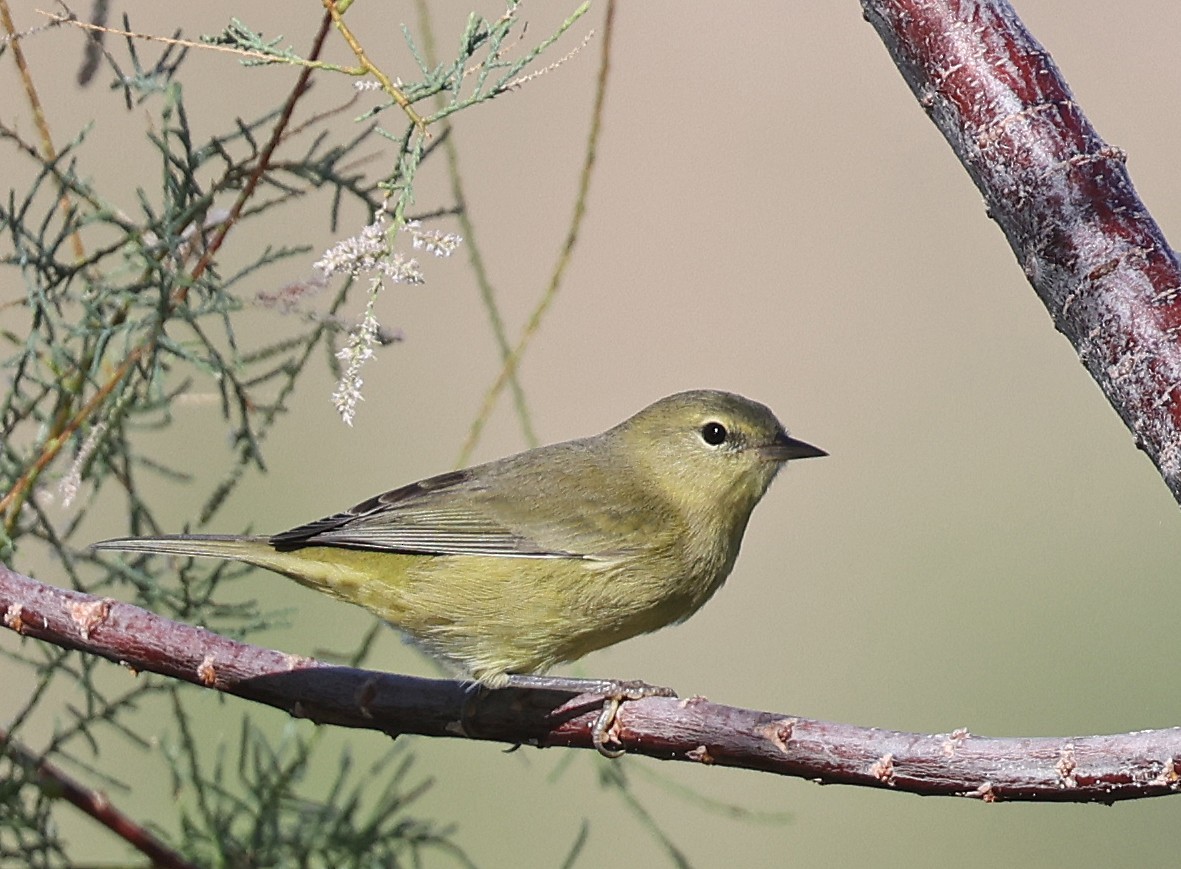 oransjekroneparula - ML642410051