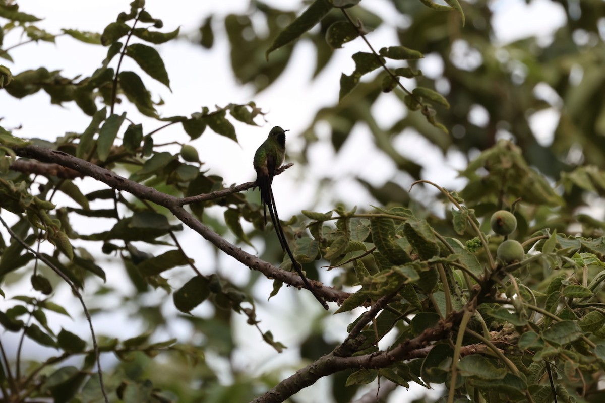 Black-tailed Trainbearer - ML642410107