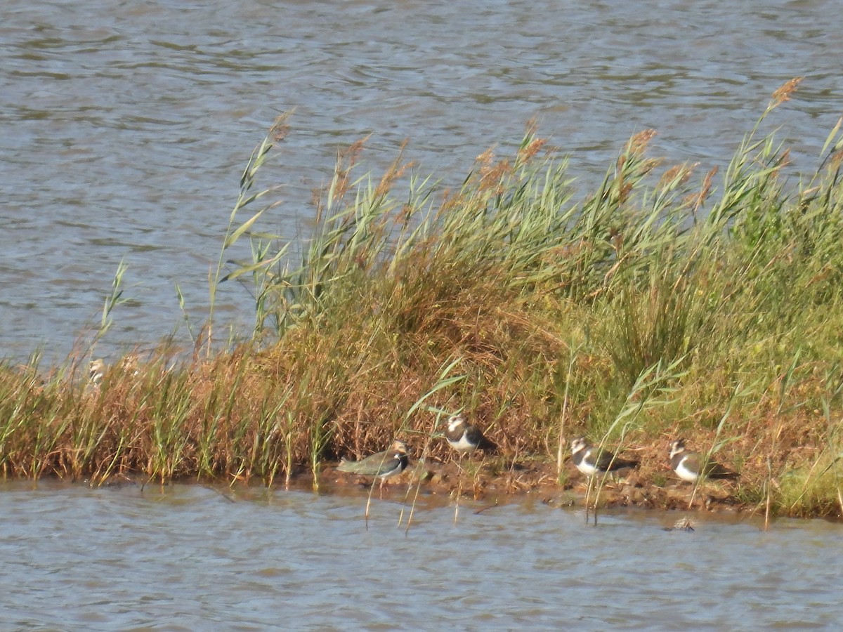 Northern Lapwing - ML642410145