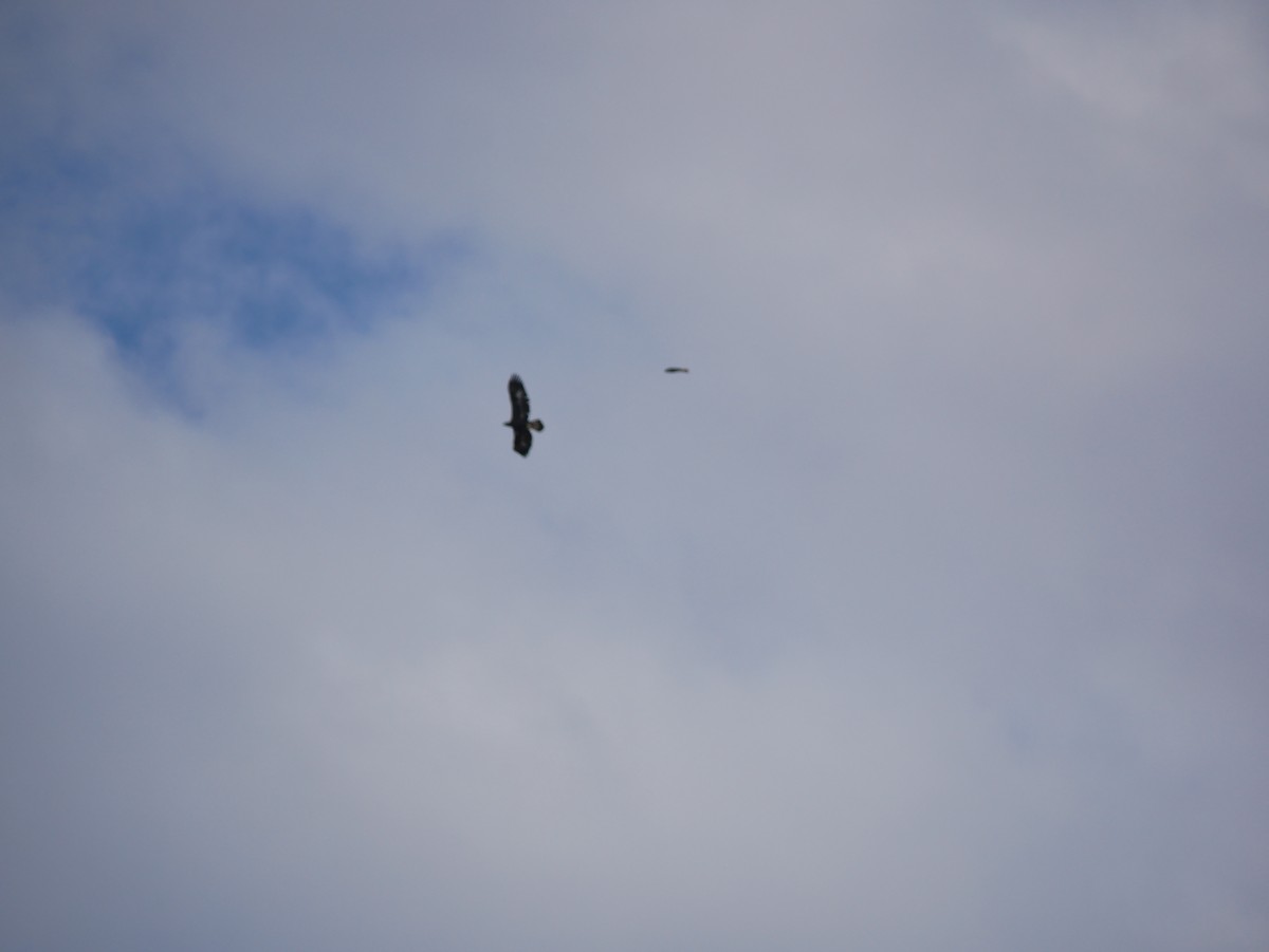 Golden Eagle - ML642410160