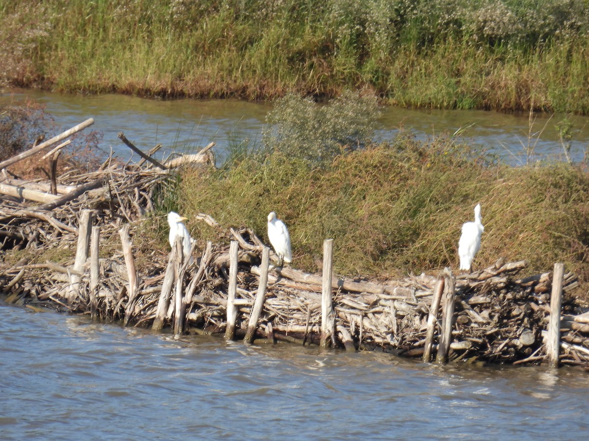 Western Cattle-Egret - ML642410227