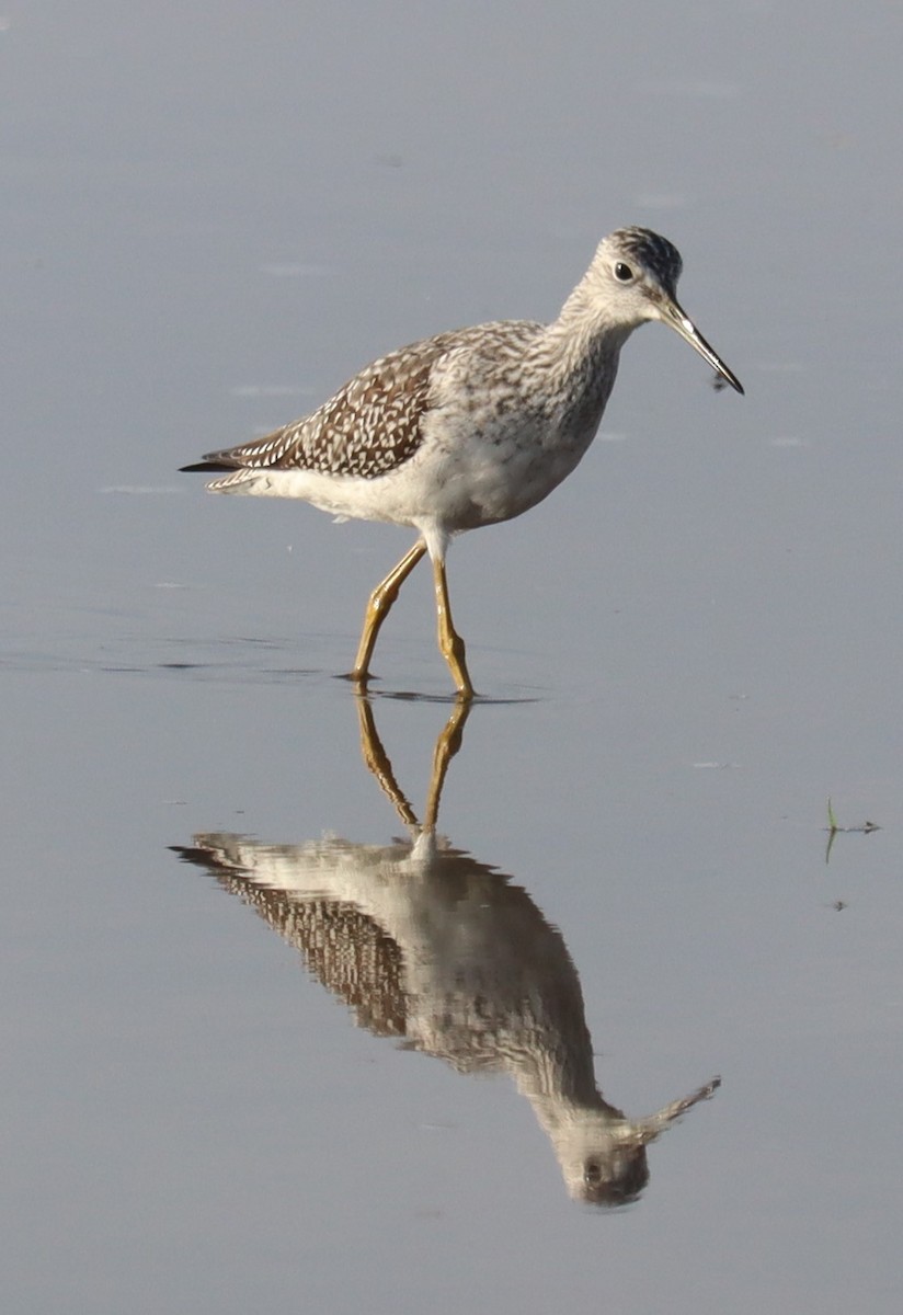 Greater Yellowlegs - ML642410244
