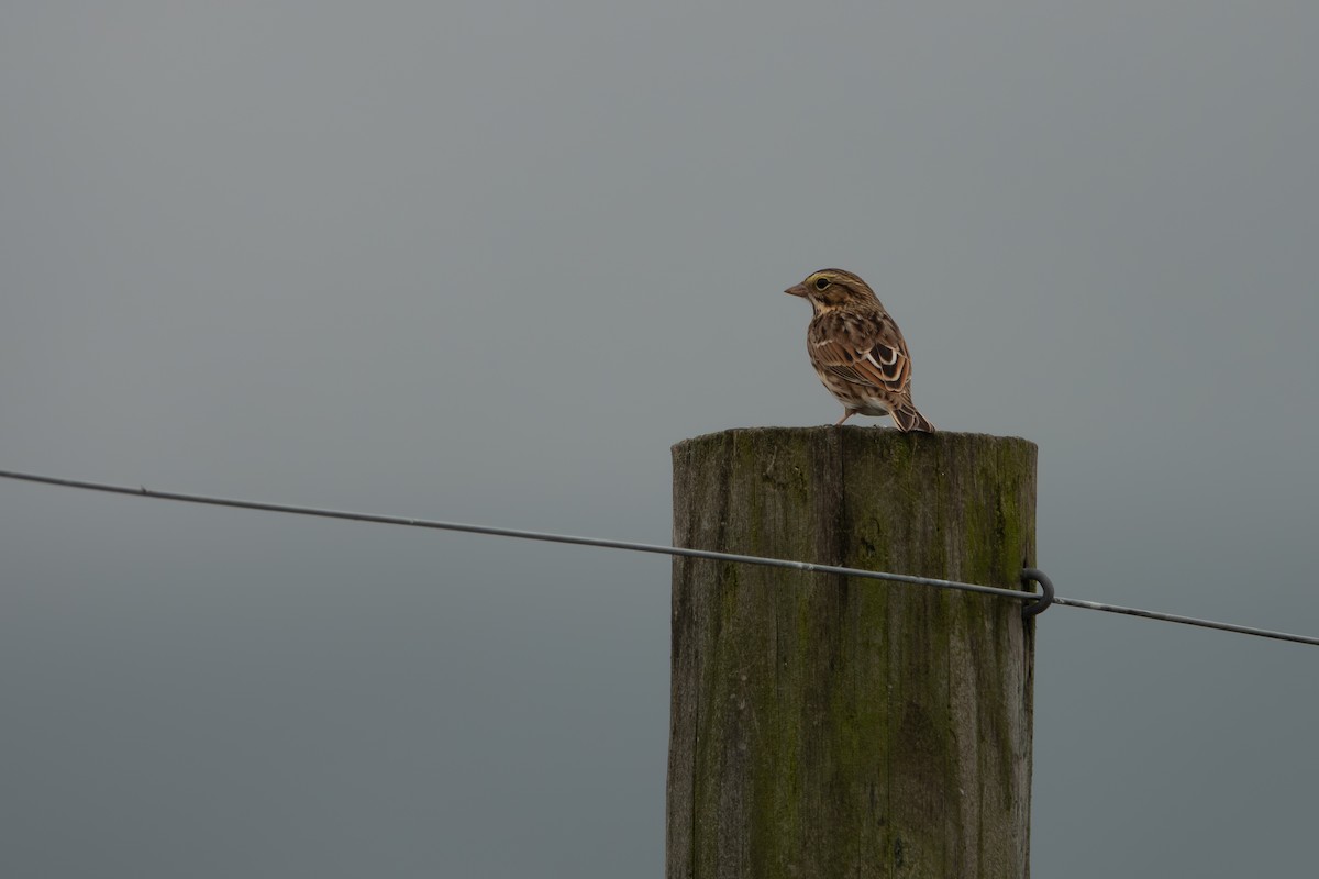 Savannah Sparrow - ML642410272