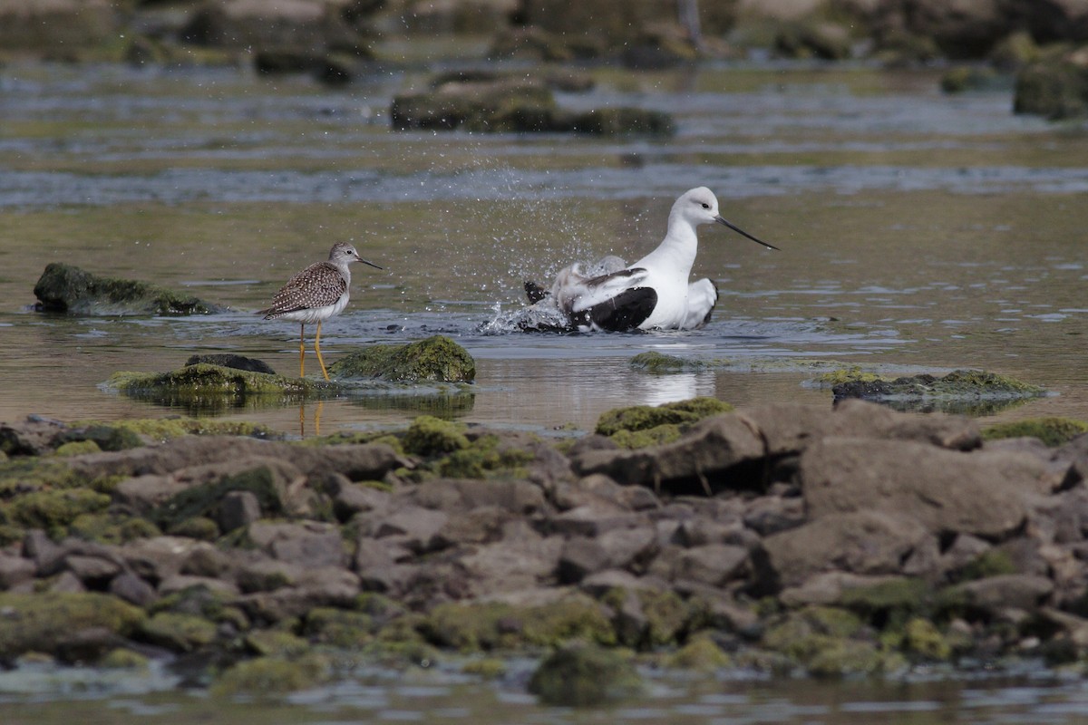 American Avocet - ML642410282