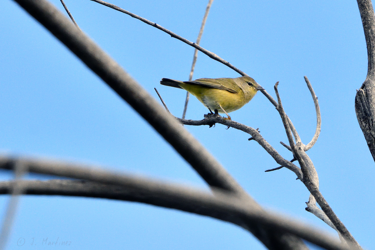 oransjekroneparula - ML642410284