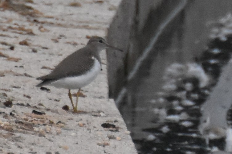 Drosseluferläufer - ML642410285
