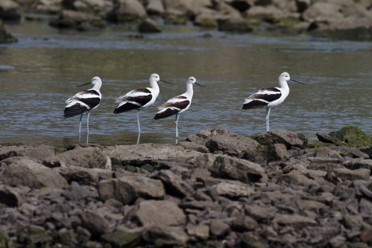 American Avocet - ML642410286