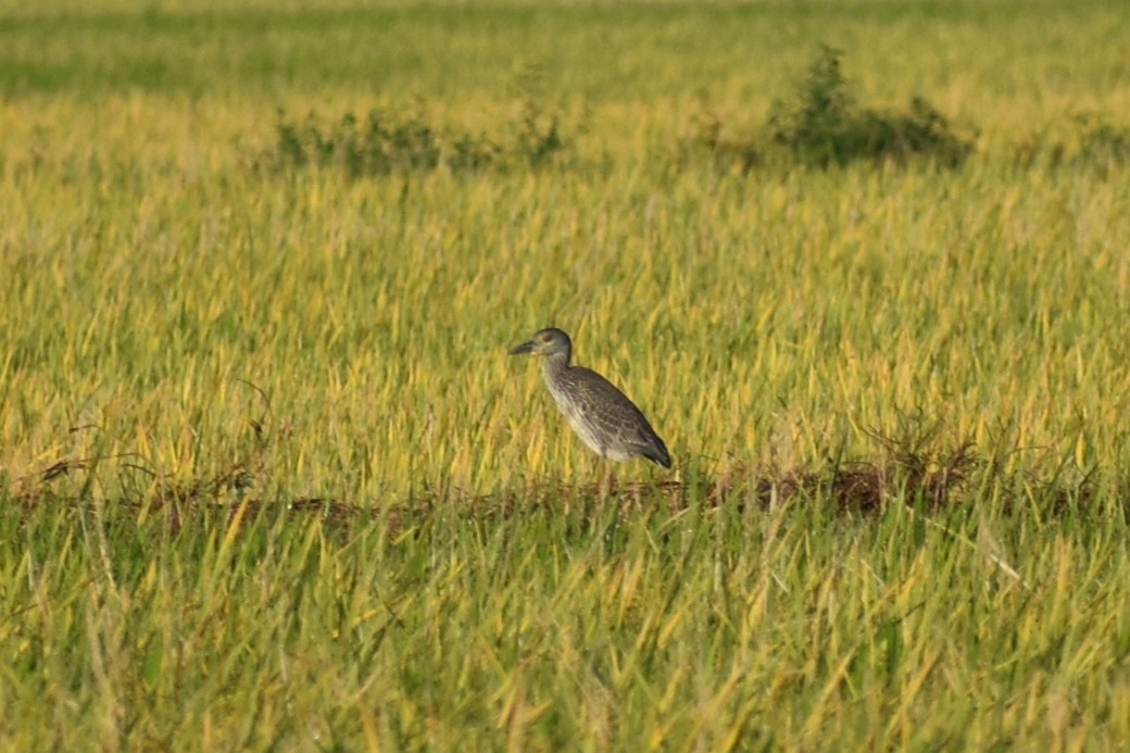 Yellow-crowned Night Heron - ML642410326
