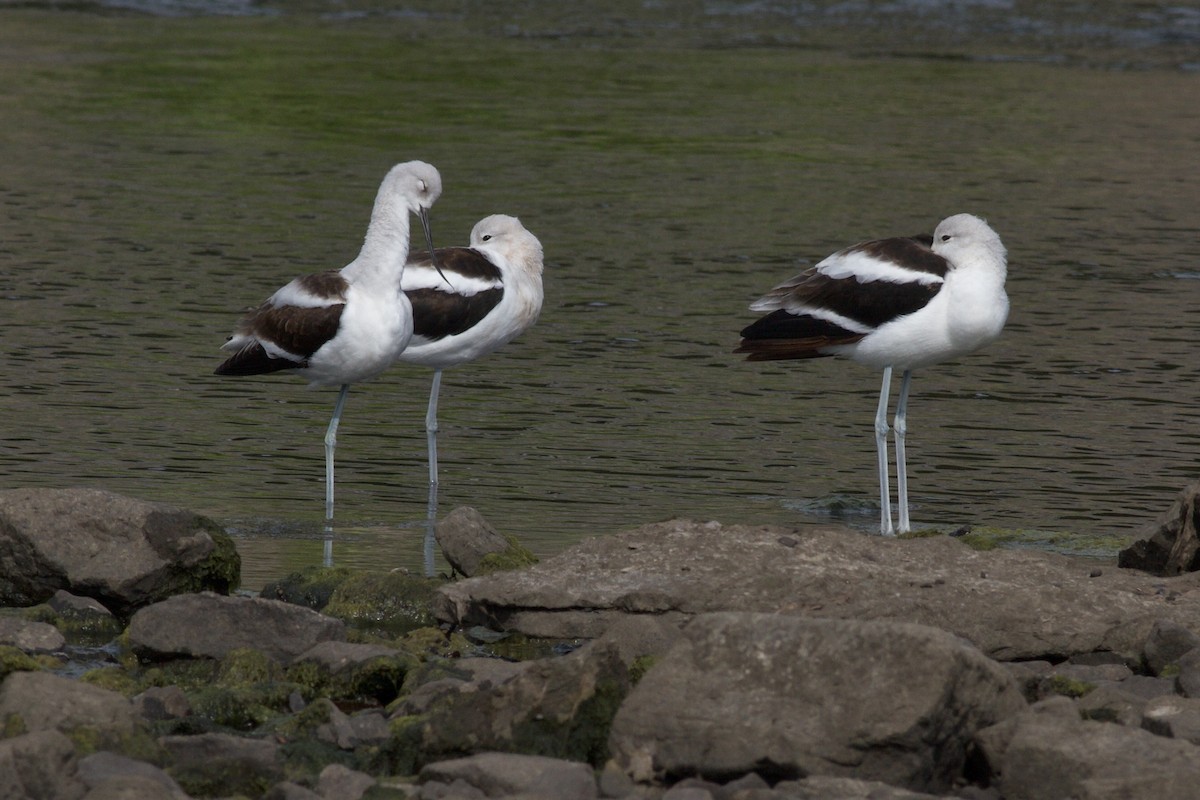 American Avocet - ML642410329