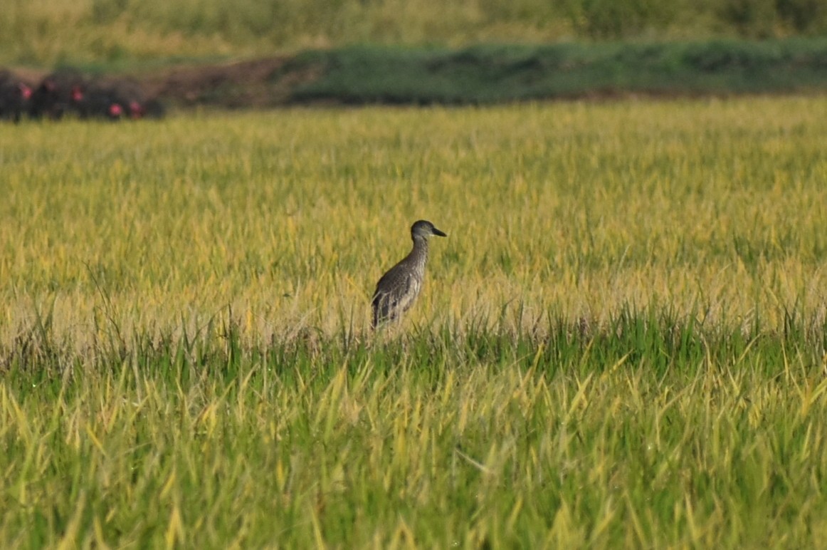 Yellow-crowned Night Heron - ML642410330