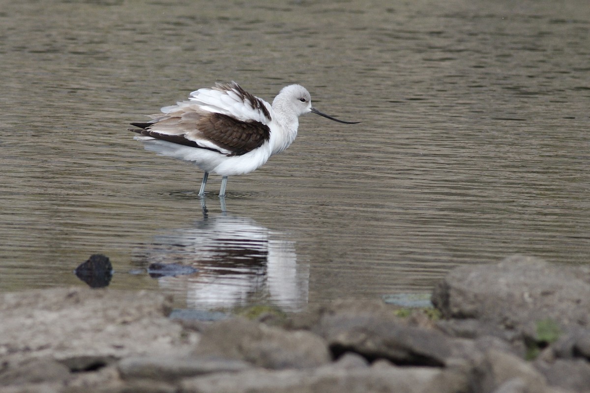 American Avocet - ML642410347
