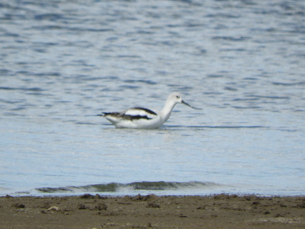 American Avocet - ML642410360
