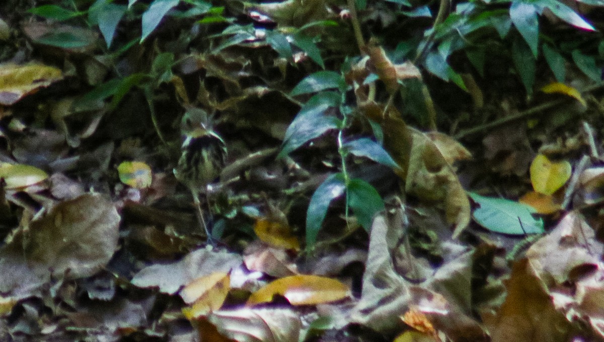 Southern Antpipit - ML642410361