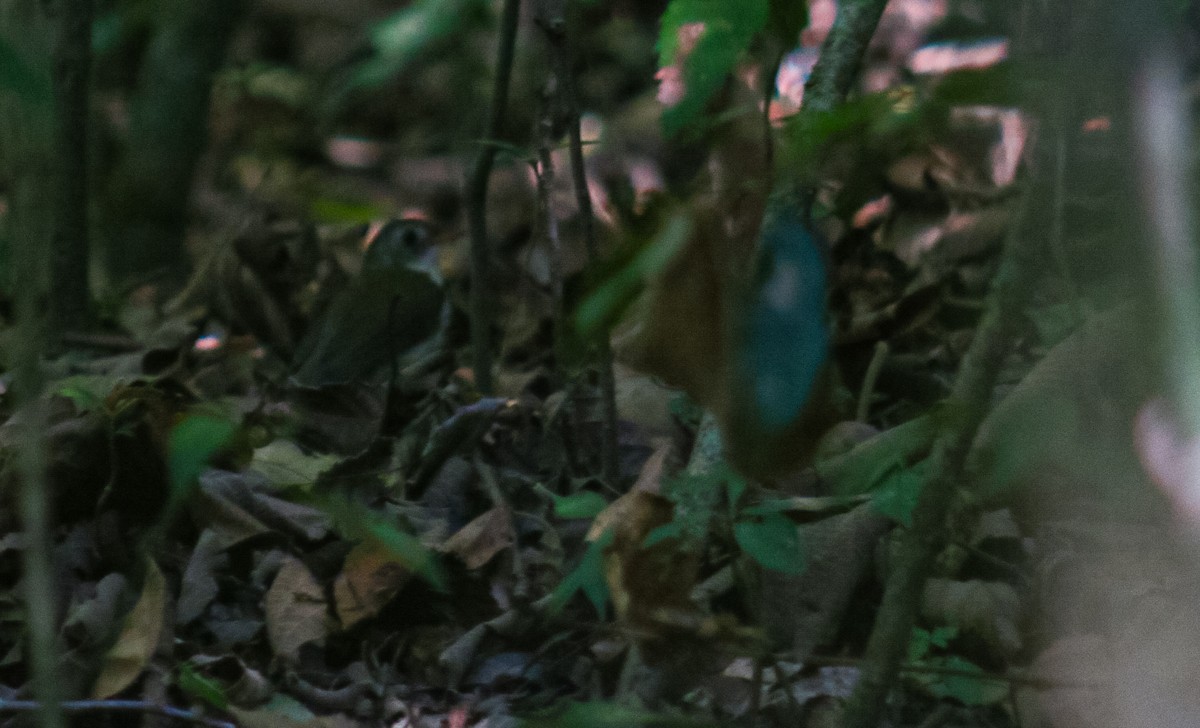 Southern Antpipit - ML642410362