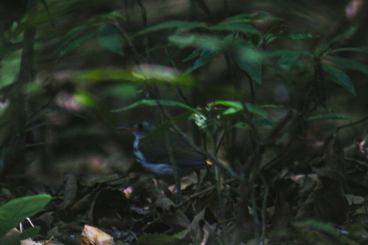 Southern Antpipit - ML642410364