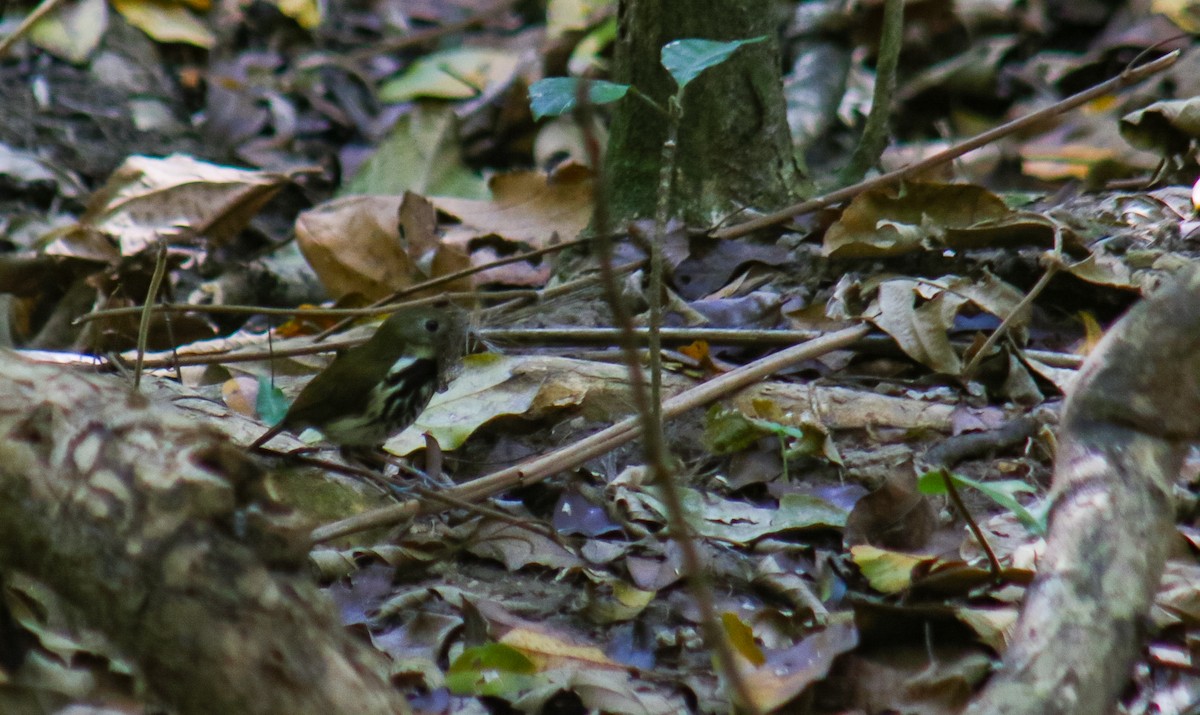 Southern Antpipit - ML642410365
