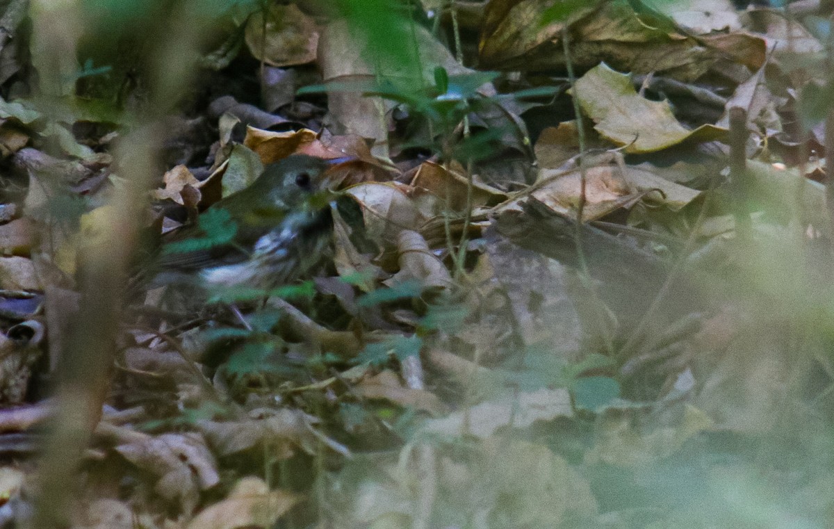 Southern Antpipit - ML642410366