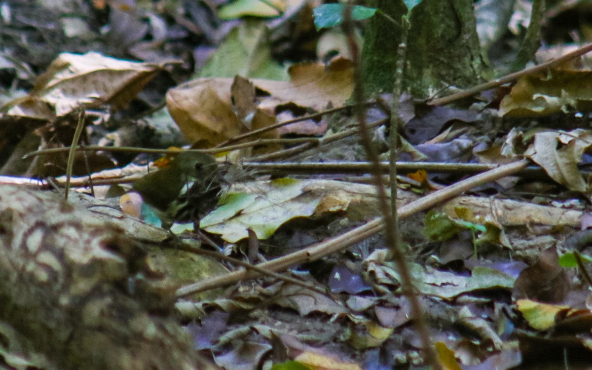 Southern Antpipit - ML642410367