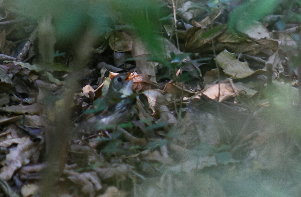Southern Antpipit - ML642410368