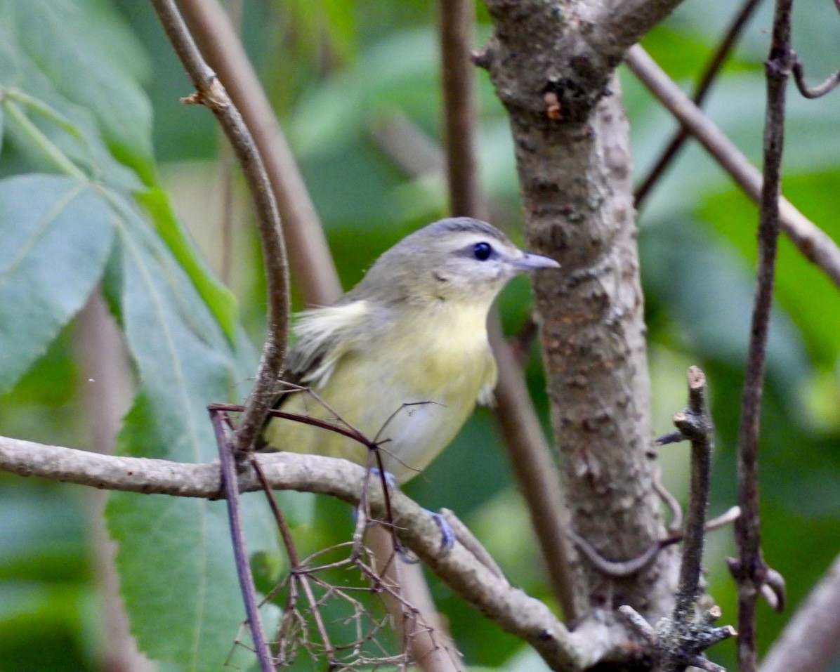 Philadelphia Vireo - ML642410375