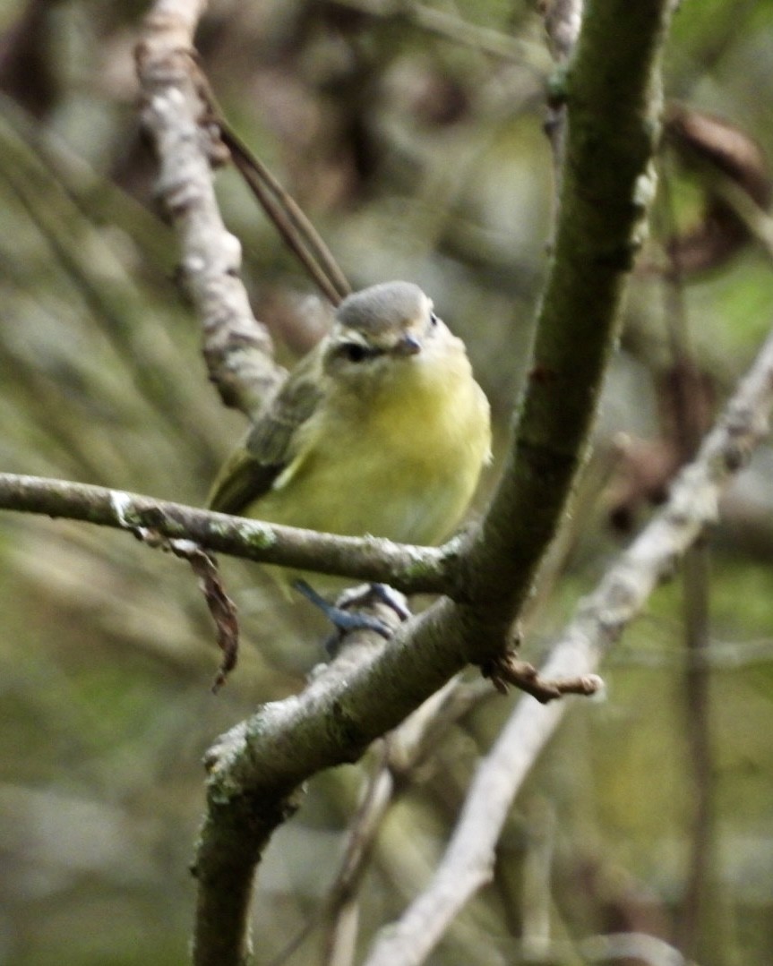 Philadelphia Vireo - ML642410376