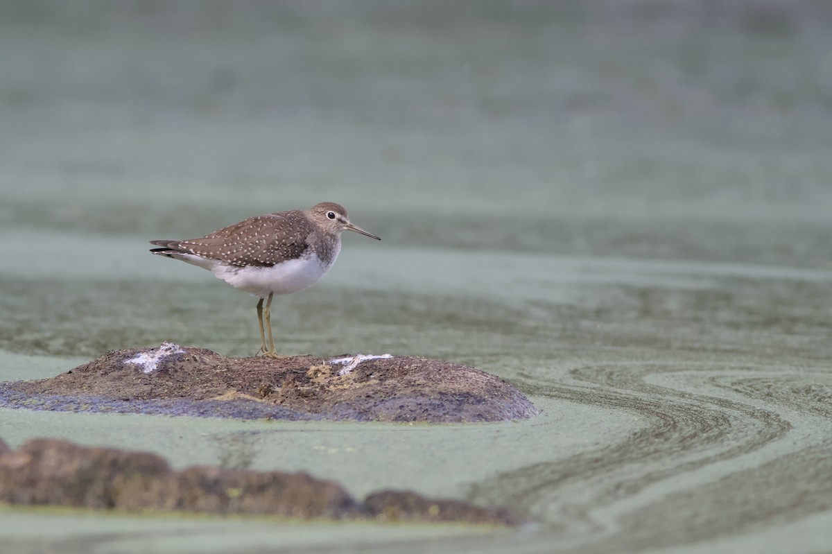 Solitary Sandpiper - ML642410382