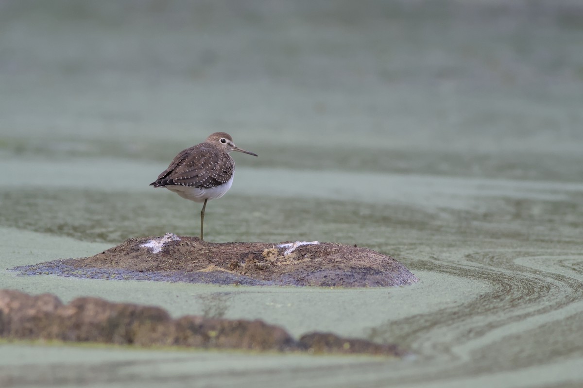 Solitary Sandpiper - ML642410383