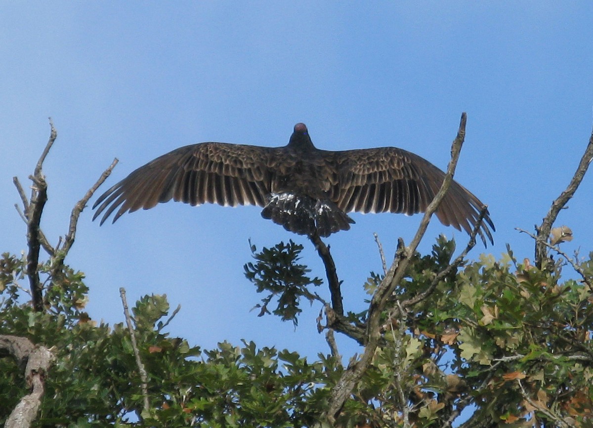 Turkey Vulture - ML642410392