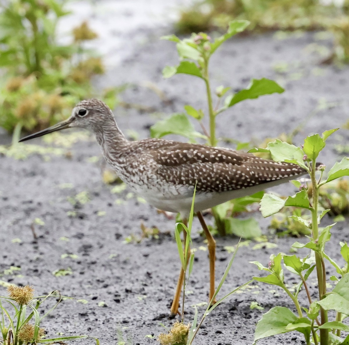 Greater Yellowlegs - ML642410400