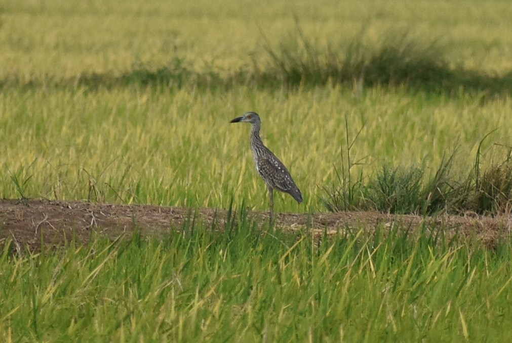 Yellow-crowned Night Heron - ML642410404