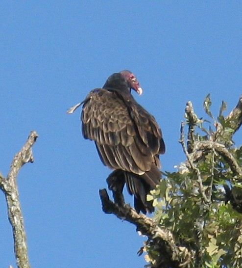 Turkey Vulture - ML642410408
