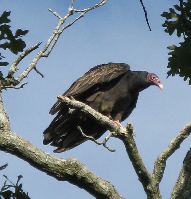 Turkey Vulture - ML642410419