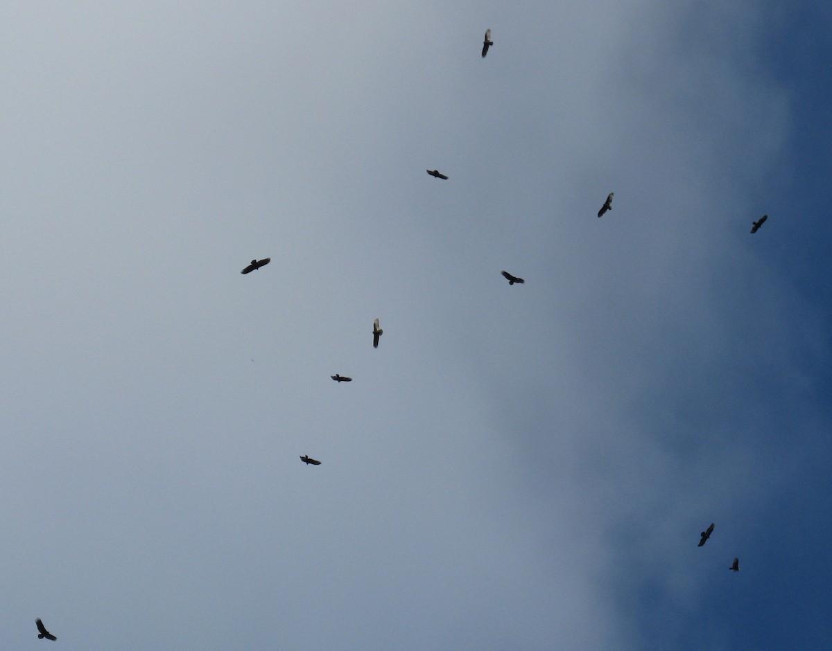 Turkey Vulture - ML642410428