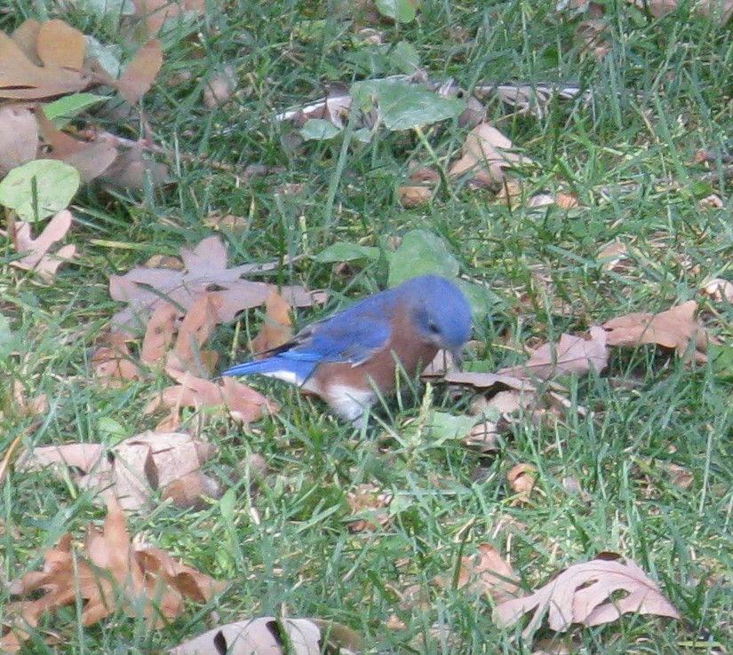 Eastern Bluebird - ML642410481