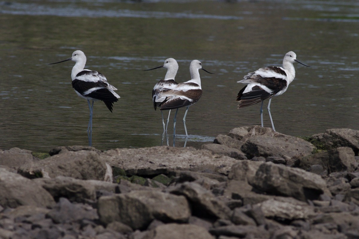 American Avocet - ML642410592
