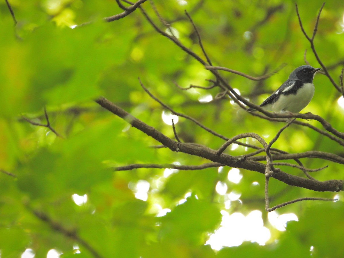 Black-throated Blue Warbler - ML642410604