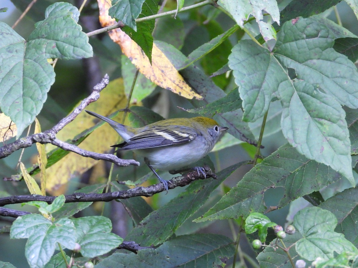 Chestnut-sided Warbler - ML642410614